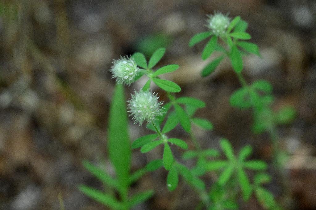 2025-07189667 Broad Meadow Brook, MA.JPG - Rabbit's Foot Clover. Broad Meadow Brook Wildlife Sanctuary, MA, 7-18-2025